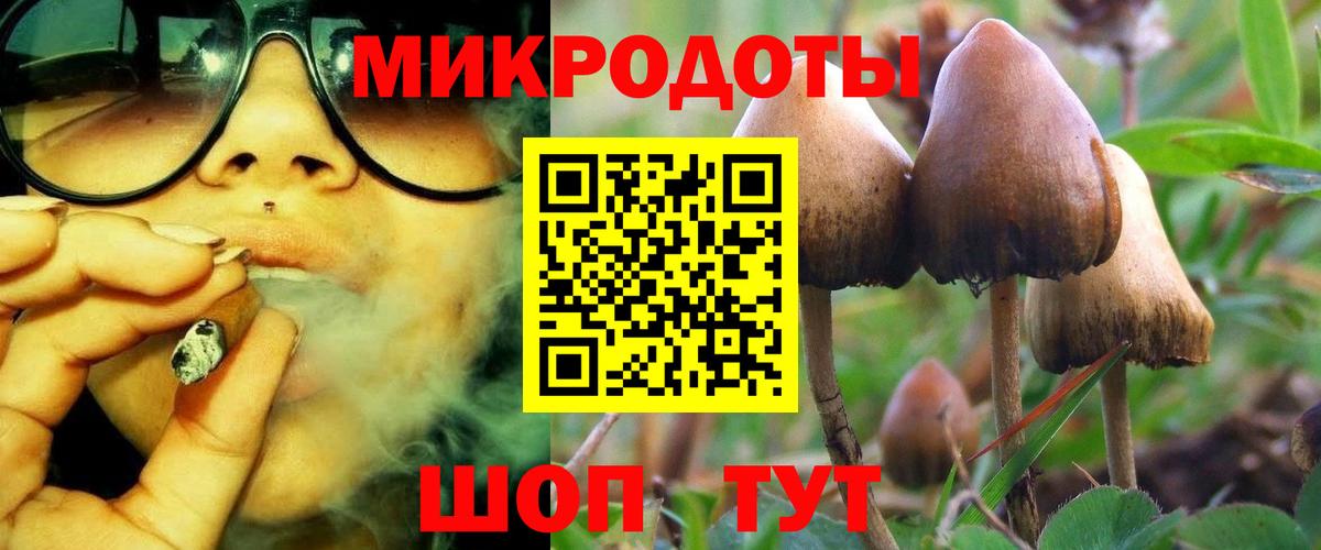 Будённовск  Псилоцибиновые грибы Cubensis  Вход с VPN 